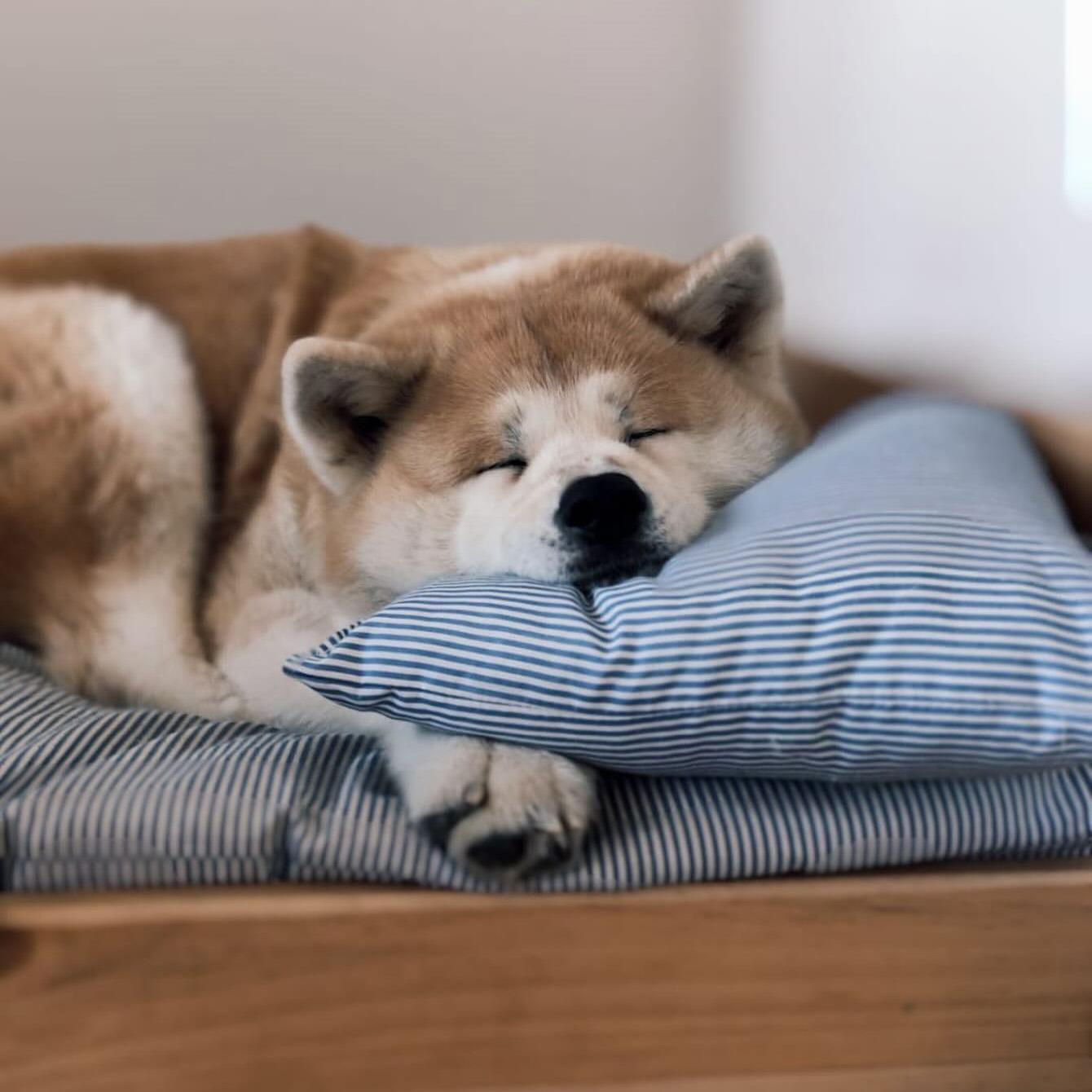 El mejor descanso para tu perro